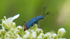 Haplomalachius flabellatus