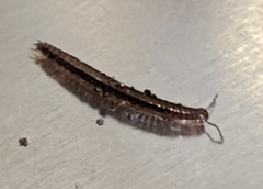 Cleidogonoidea