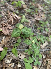 Trillium discolor