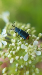 Haplomalachius flabellatus