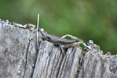 Trachylepis mlanjensis