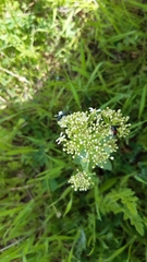 Haplomalachius flabellatus