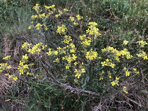 Erysimum crepidifolium (Erysimum crepidifolium)