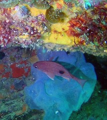 Caesioperca lepidoptera