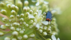 Haplomalachius flabellatus