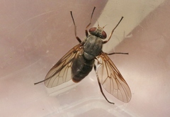 Symphoromyia