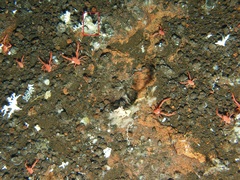 Laqueus californicus