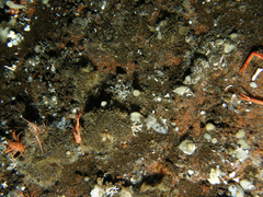 Laqueus californicus