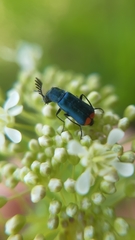 Haplomalachius flabellatus