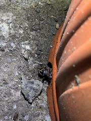 Teleogryllus occipitalis