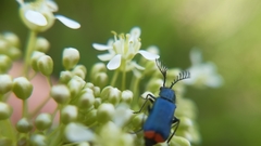 Haplomalachius flabellatus