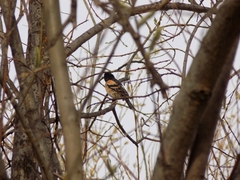 Fringilla montifringilla