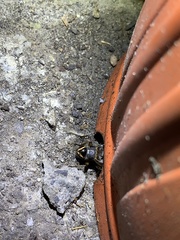 Teleogryllus occipitalis