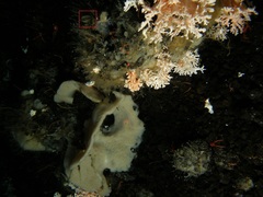 Brachiopoda
