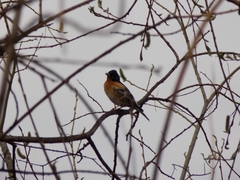 Fringilla montifringilla