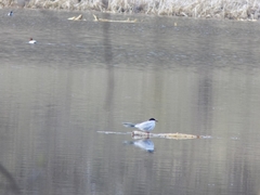 Sterna hirundo
