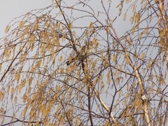 Turdus pilaris