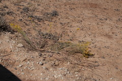 Lasiosiphon polycephalus