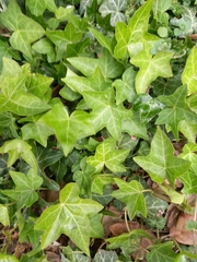 Hedera helix