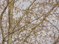 Turdus pilaris