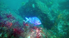 Chromis dispila