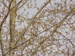 Turdus pilaris