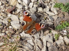 Aglais io