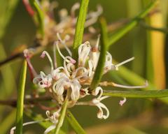 Grevillea neurophylla