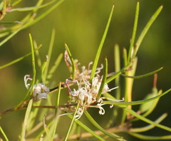 Grevillea neurophylla