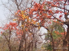 Butea monosperma lutea