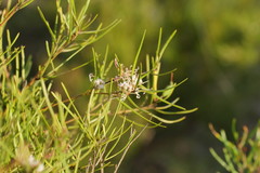 Grevillea neurophylla
