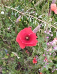 Papaver rhoeas
