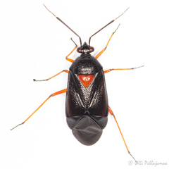 Deraeocoris ventralis