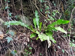 Asplenium antiquum