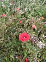 Papaver rhoeas