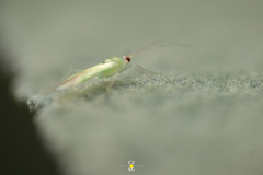 Paraproba crotonica