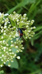 Haplomalachius flabellatus