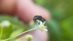 Haplomalachius flabellatus