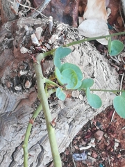 Dioscorea elephantipes