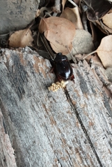 Temnorhynchus retusus