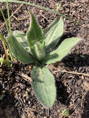 Hieracium longipilum