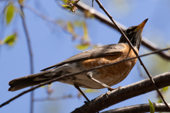 Turdus migratorius