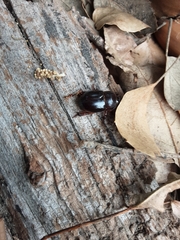 Temnorhynchus retusus