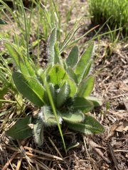 Hieracium longipilum