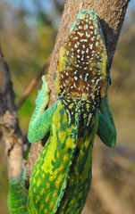 Anolis smallwoodi