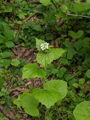 Alliaria petiolata