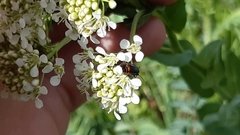 Haplomalachius flabellatus