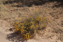 Lasiosiphon polycephalus