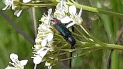 Haplomalachius flabellatus