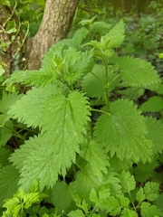 Urtica dioica